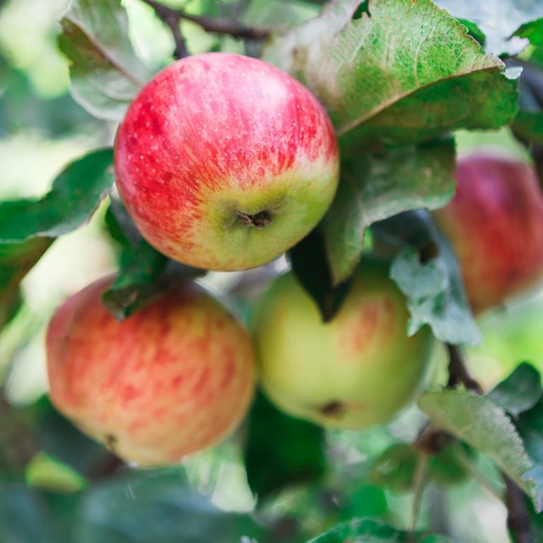 Apple Tree Granny Smith From The Garden