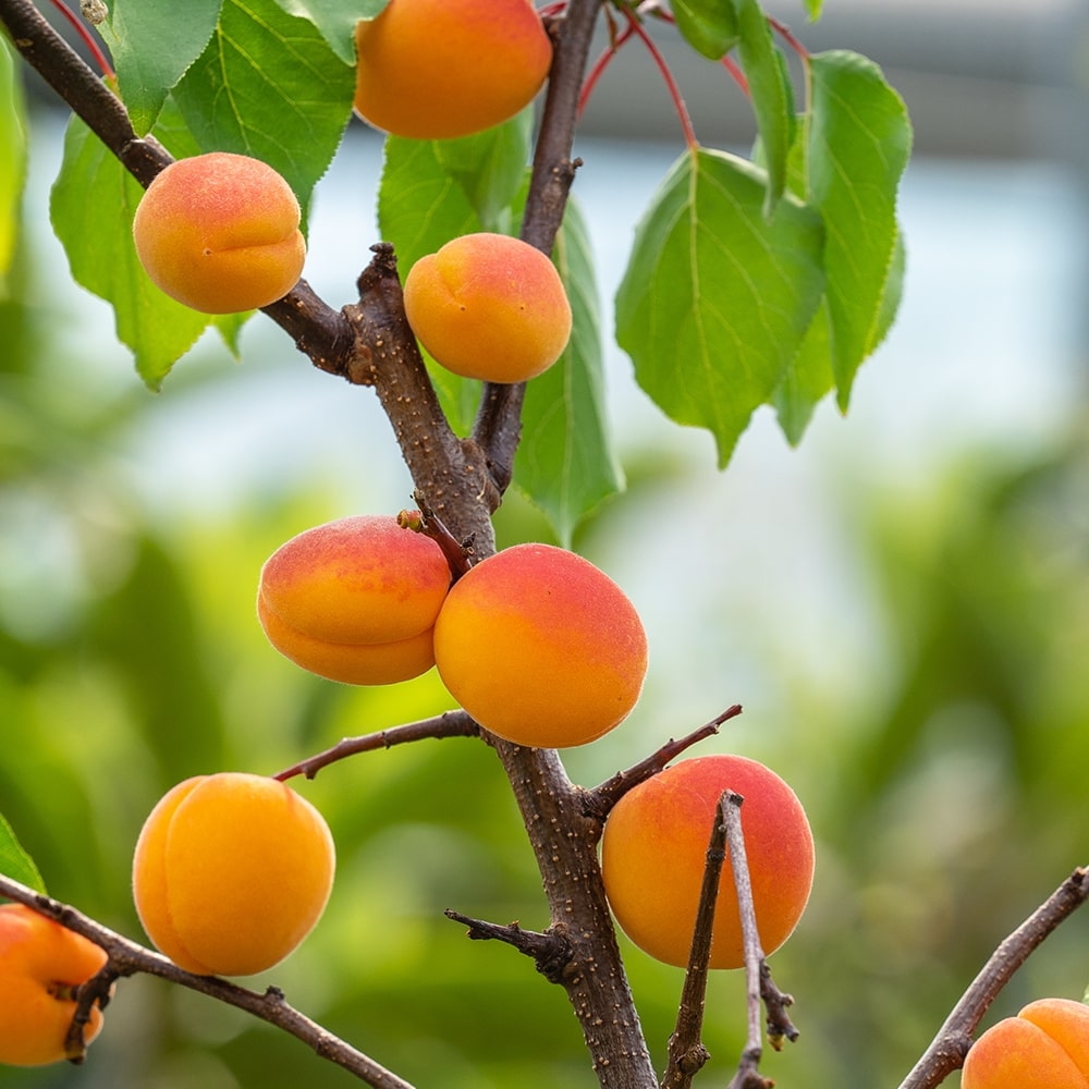 Apricot Tree - The Garden