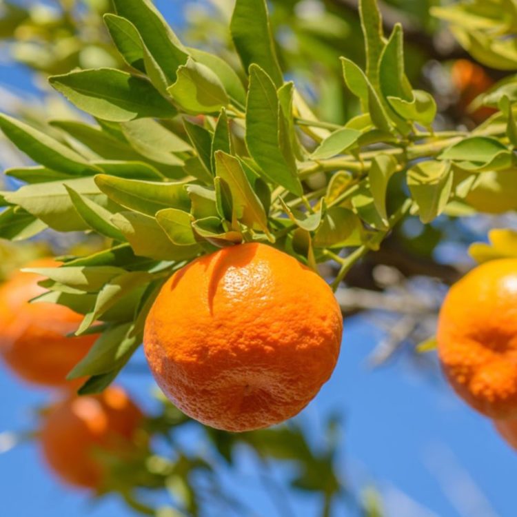 Naartjie Tree Satsuma From The Garden