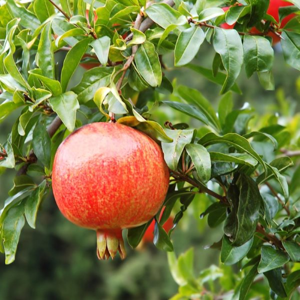 Pomegranate Tree for Sale