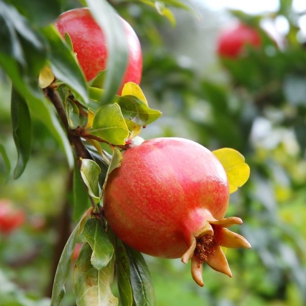 grafted pomegranate tree for sale