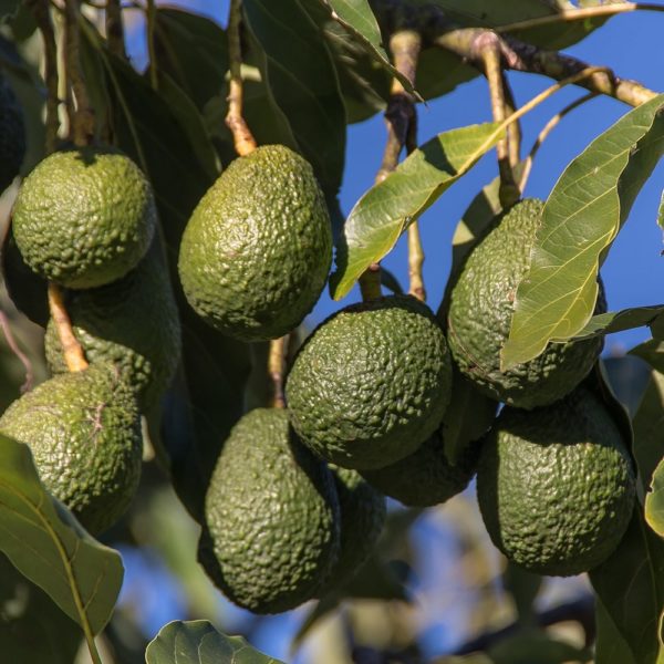 Hass Avocado Tree For Sale From The Garden