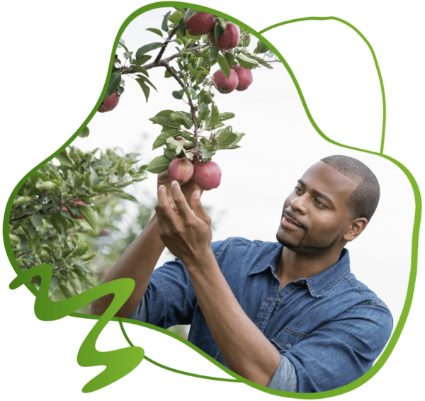 Buy Fruit Trees Online, Fruit Trees For Sale In Johannesburg