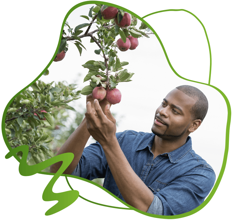 Buy Fruit Trees Online, Fruit Trees For Sale In Johannesburg