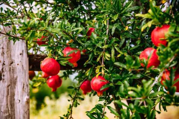 pomegranate trees for sale