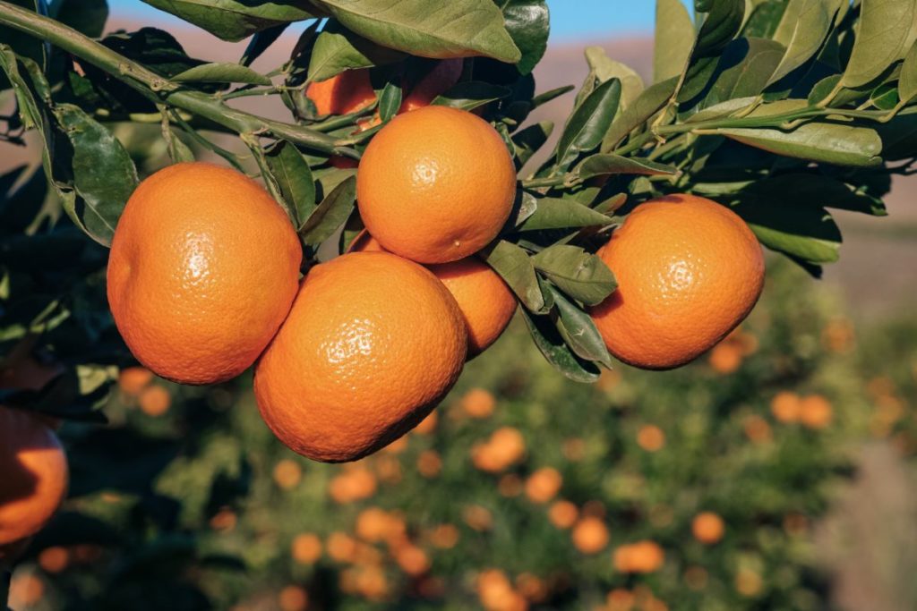 Naartjie Tree Satsuma From The Garden